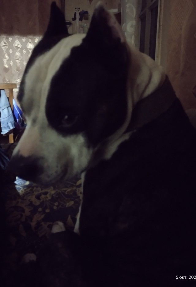Вилли