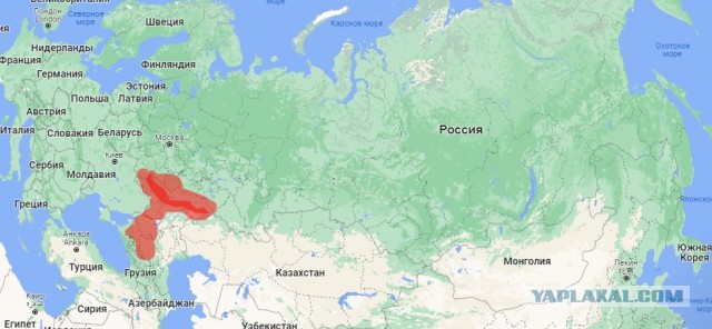 Пальмовое масло, что там такого, все же едят...