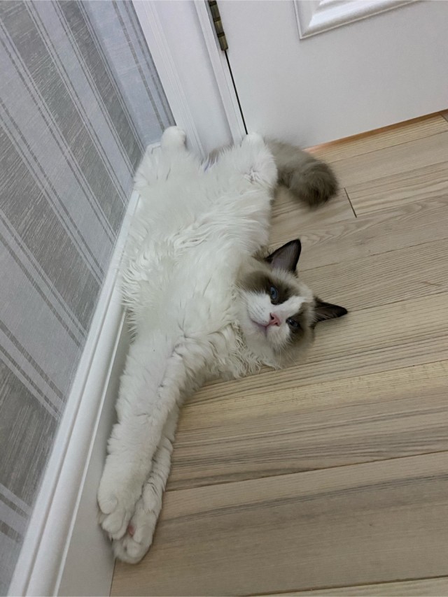 Первый котовторник 2022