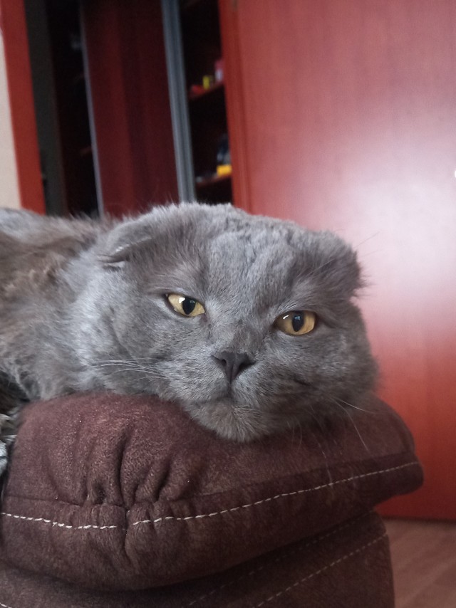 Котовторник 25.01.22