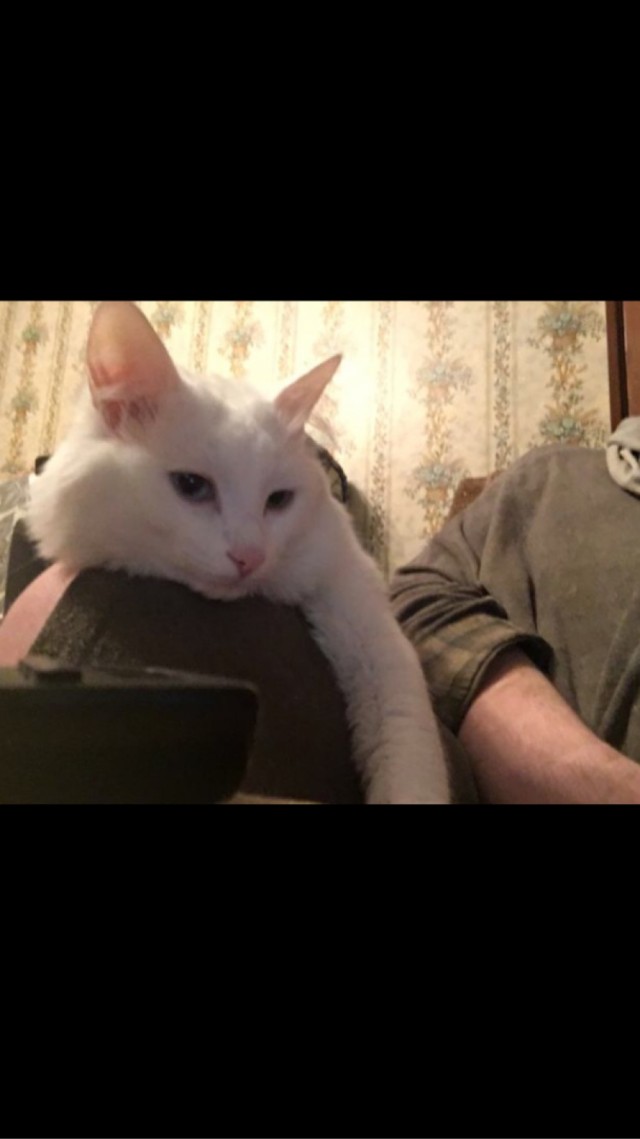 МИРУ - МИР ! Котикам - котовторник !