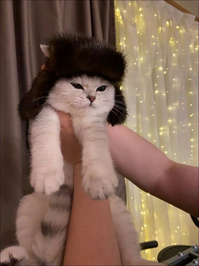 Забавные и милые котейки