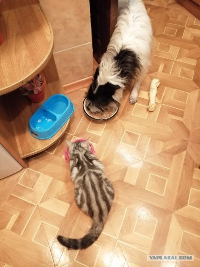 Котоманы, как не разориться на кормежке котов?