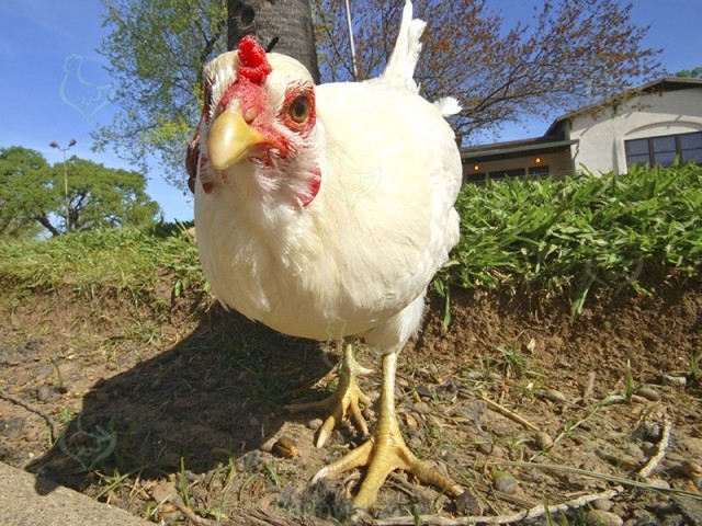 Путин разрешил россиянам разводить кур на дачах