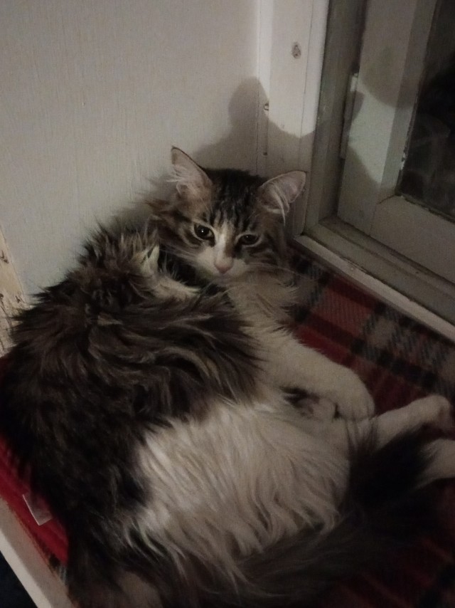 Вторник, сэр кот