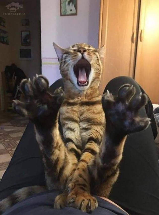 А ну иди сюда, говно собачье