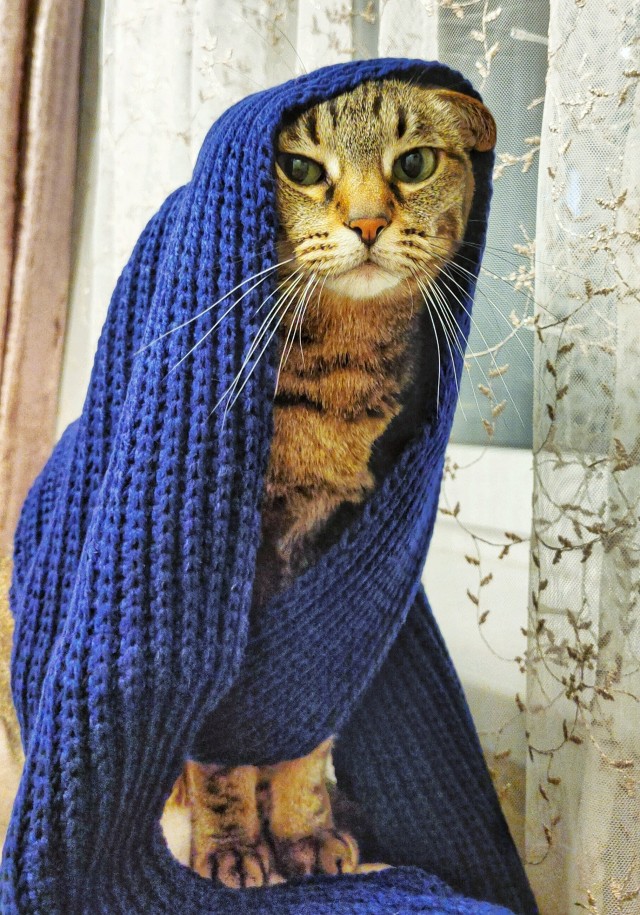 Даёшь котов в этот вторник!