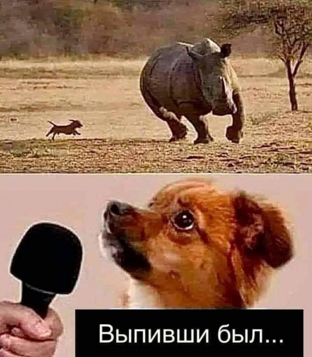 Медведев и кастрированные псы