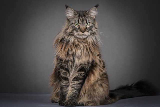 К котовторнику