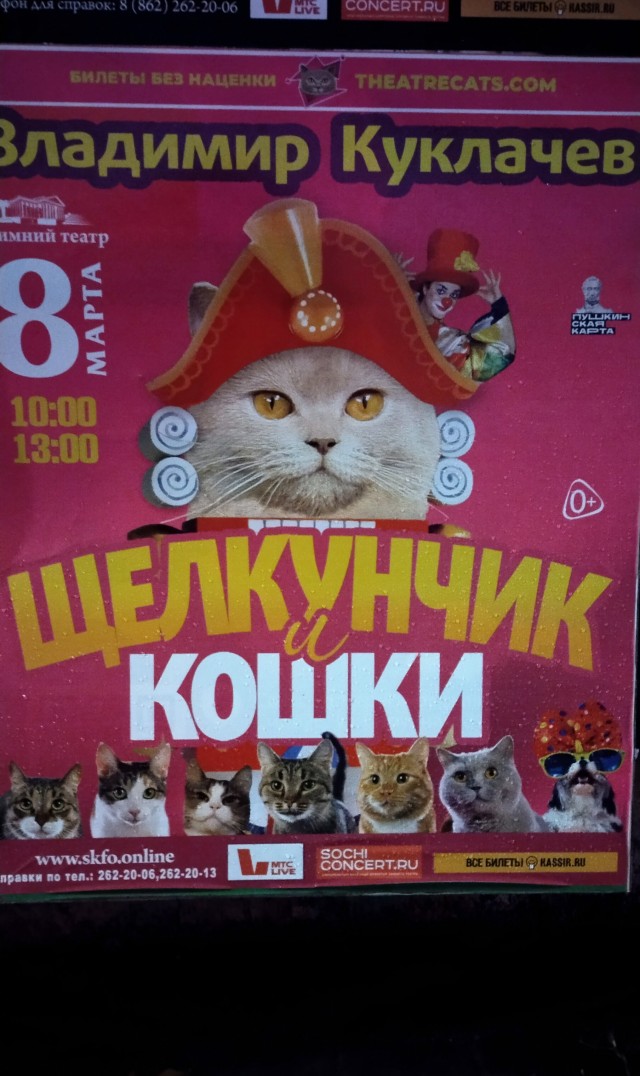Чёрные коты не такие