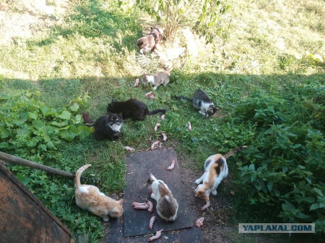 Жизнь домашнего приюта для котеек 462