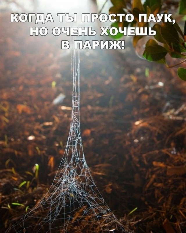Весёлый полтишок 15.10.23