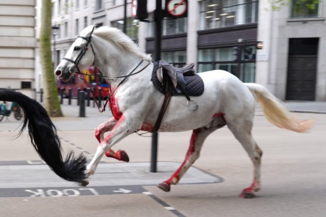 По Лондону бегает окровавленный конь и его напарник. Они скинули с себя полицейских и сбежали