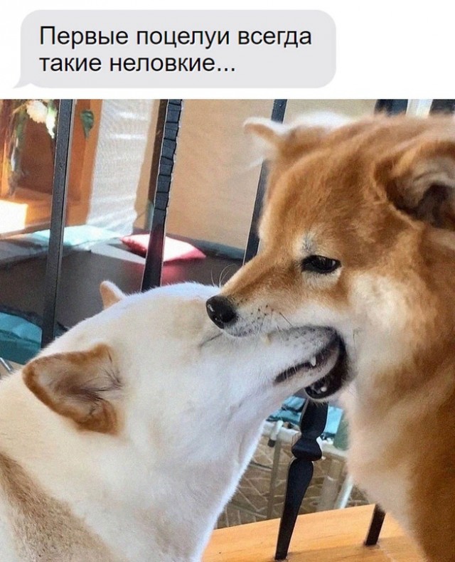 Весёлый полтишок 04.06.24