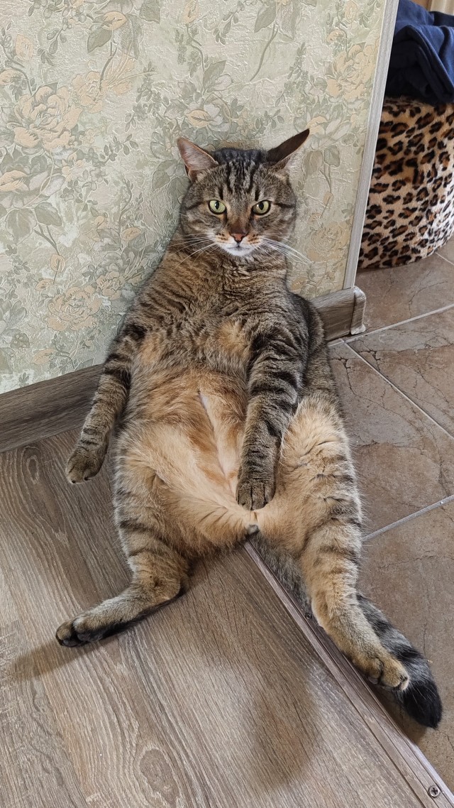 Подкидыш к котовторнику