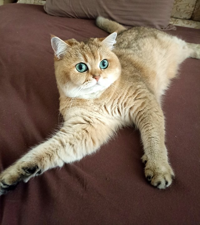 Скот ли я?