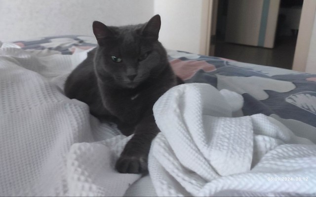 Как зовут вашего кота?