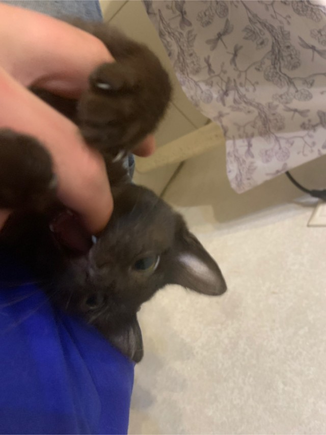 Принимайте в клуб! Котовторник же