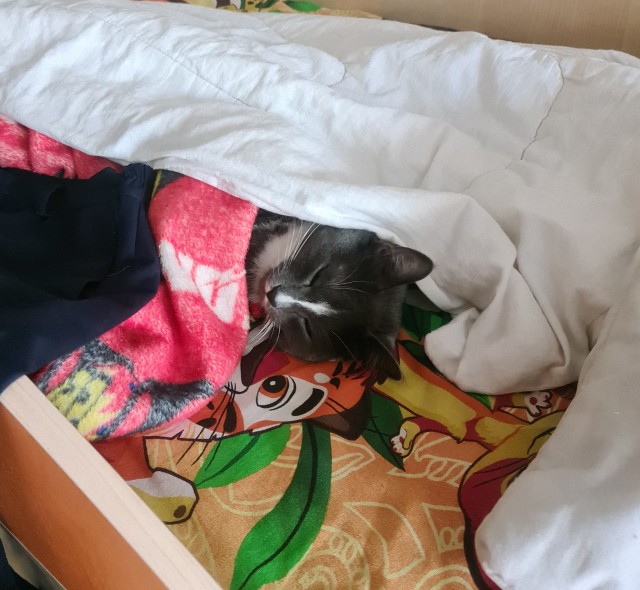 К котовторнику!)