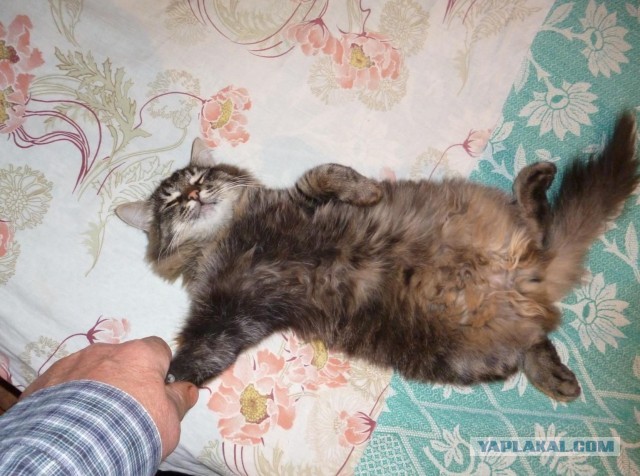 Котовторник 05/11/2024