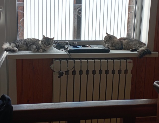 Хвостище для котовторника.