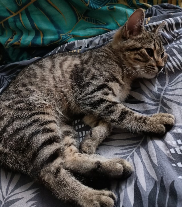 Последний котовторник в этом году