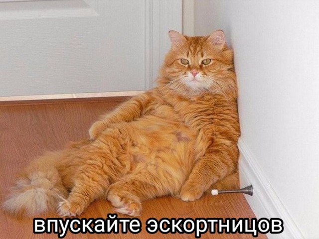 Из-за эскортниц в элитных ЖК Москвы невозможно арендовать кладовку