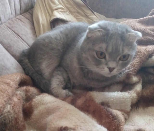 Ну где коты