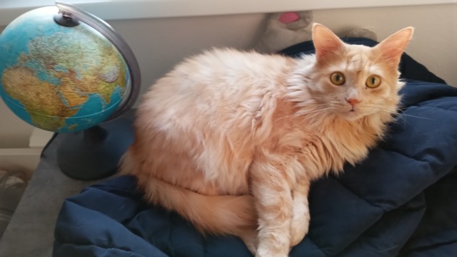 Котовторник