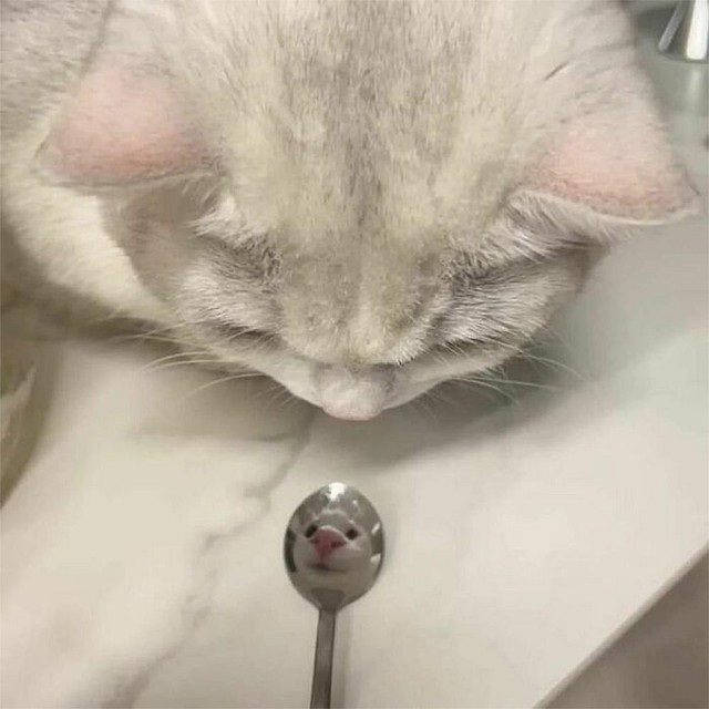Смешные коты, которые бы победили на конкурсе абсурдных фотографий