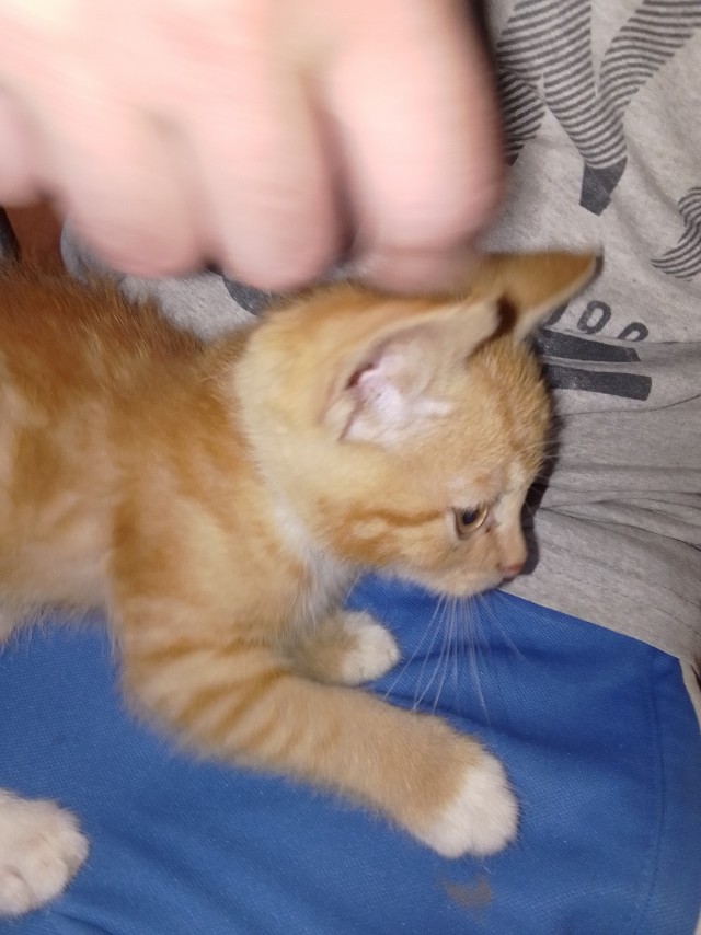 Есть тут один кот у меня