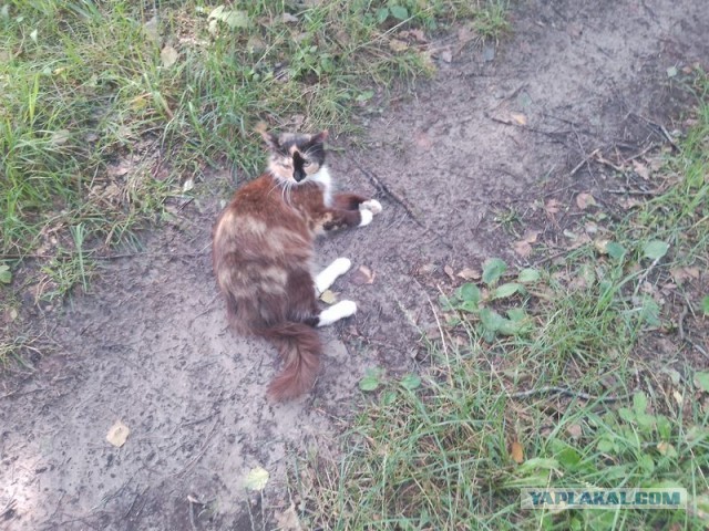 Жизнь домашнего приюта для котеек 553