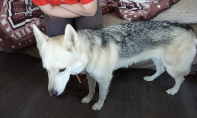 Памагите определить породу.