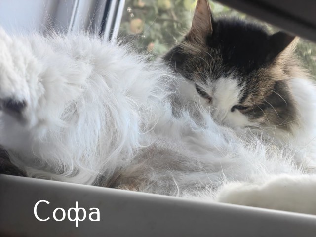 Жизнь домашнего приюта "Котоленд" 507