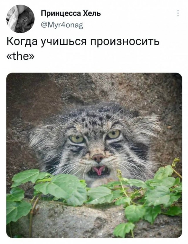 Веселые картинки в маленькую пятницу (20.08)