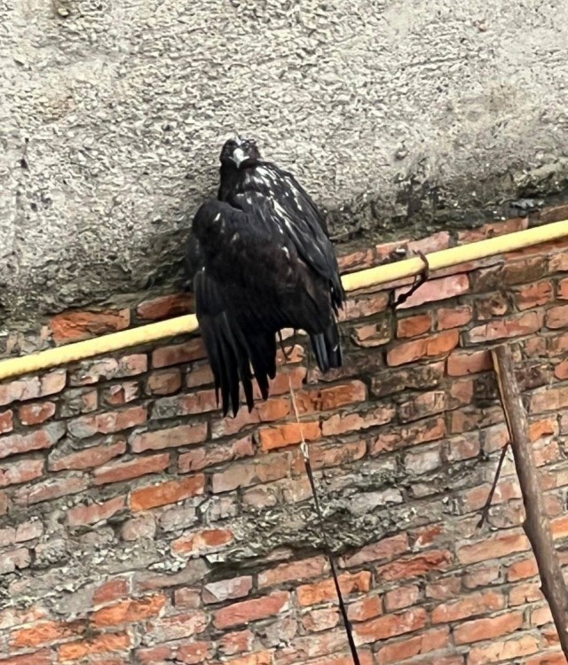 Самое грустное видео дня: одинокий и привязанный орёл сидит под дождём в Карачаево-Черкесии