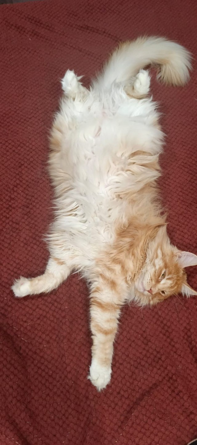 Котячечная