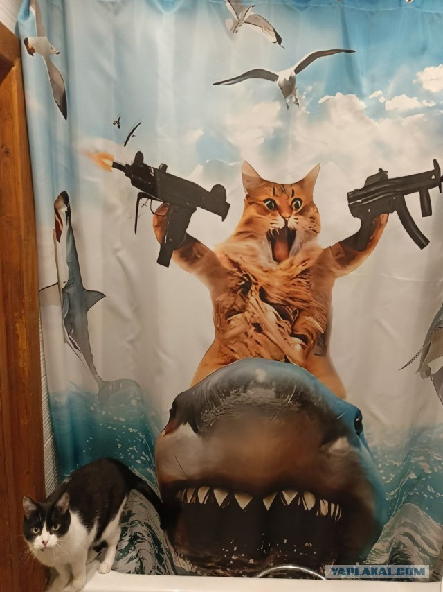 Жена ЯПовца