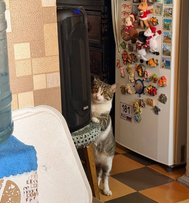 Котовторнк же!