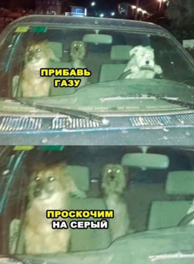 В Ленобласти самцы лягушек стали небесно-голубыми