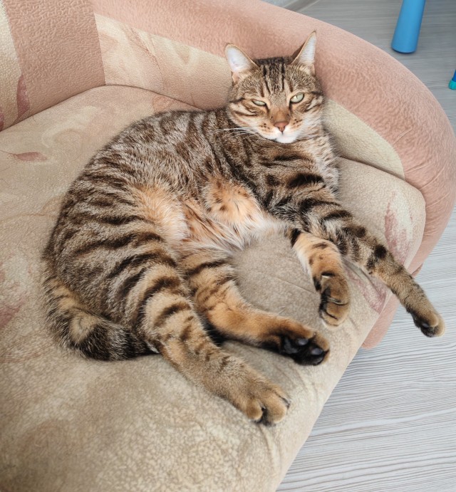 Кошка родила единственного котенка