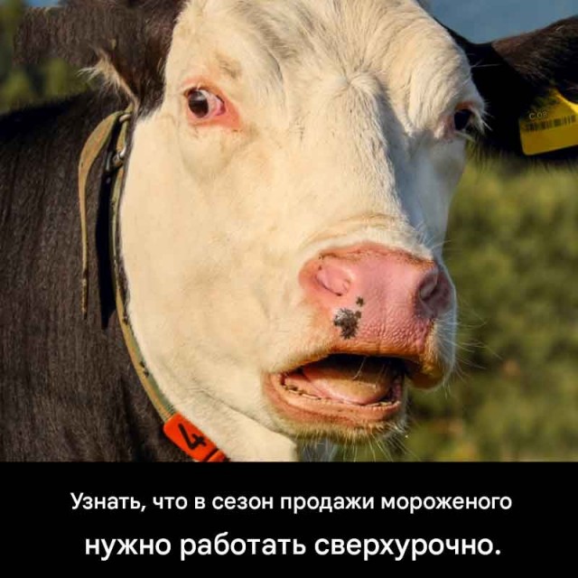 Мемы 30 штук к понедельнику