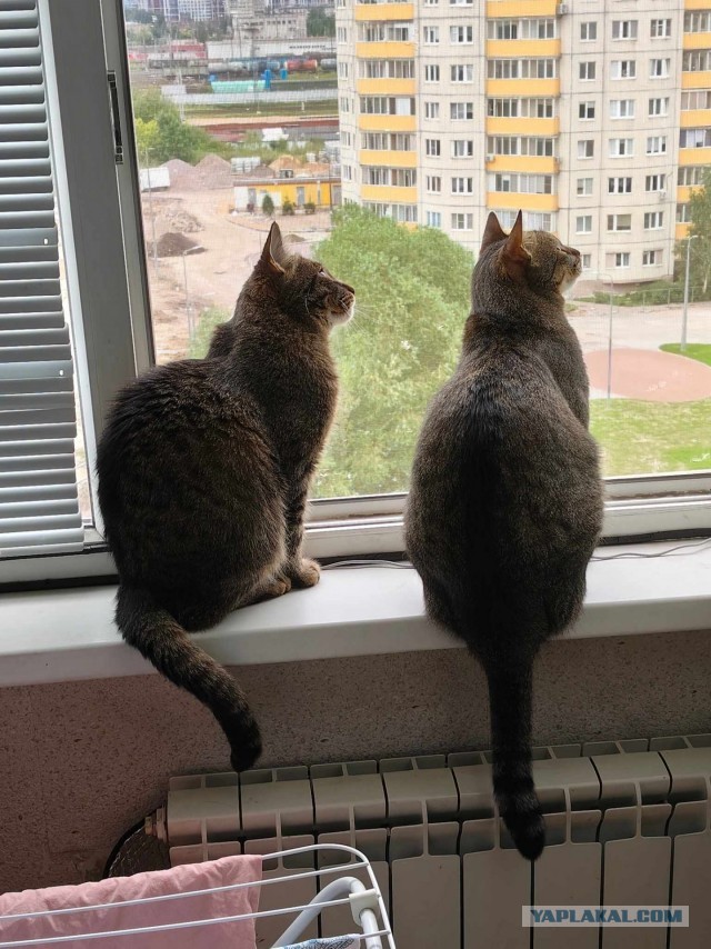 Раз котовторник, то получите )