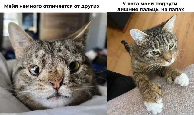 К котовторнику: подборка картинок-баянов с котиками и про котиков. Выпуск 43.