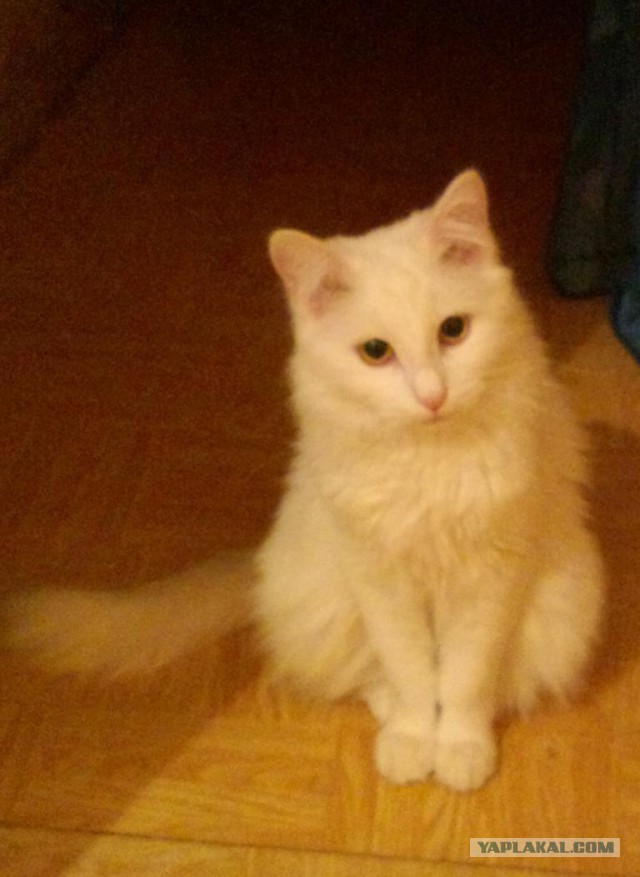 Котовторник 6.05.2014