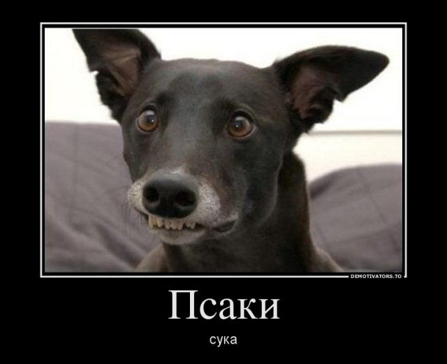 Новый мем - "псаки"