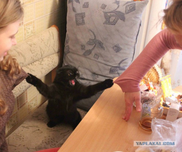 Картинки