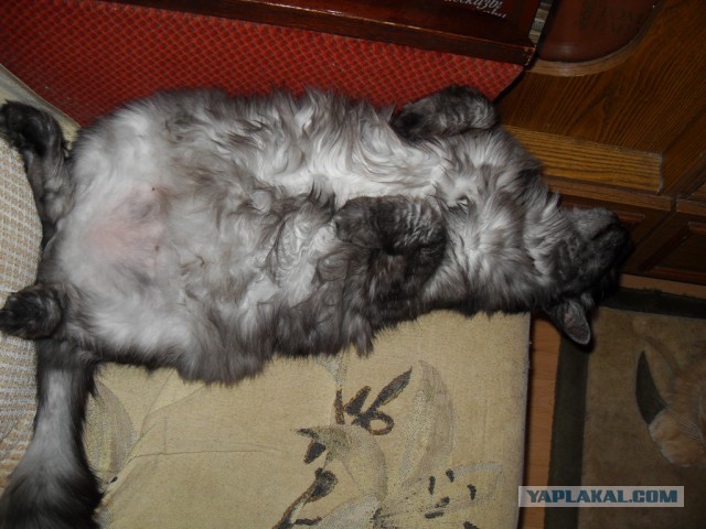 Котовторник  08.07.2014