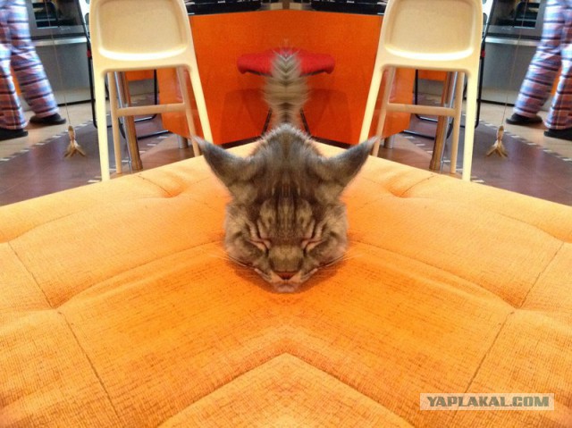 Котовторник 22.07.14