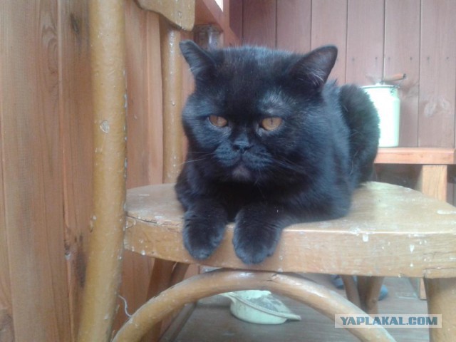 Котовторник 05.08.2014